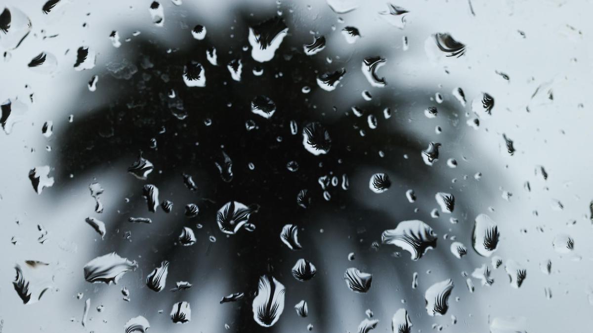 A palm tree on California Boulevard in San Luis Obispo is is seen through rain drops on Monday, July 26, 2021.