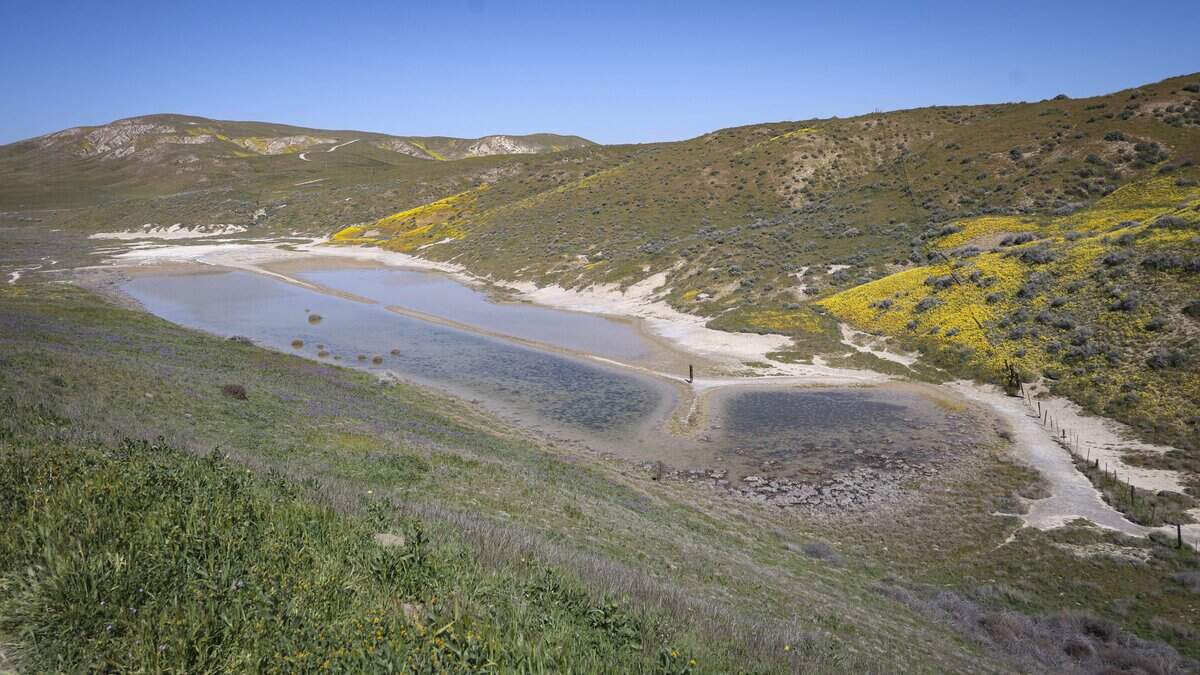 A sag pond on the south end of the Carrizo Plain National Monument is formed by a strand of the San Andreas Fault. Wildflower season is in full bloom on the Carrizo Plain seen here on March 11, 2026.