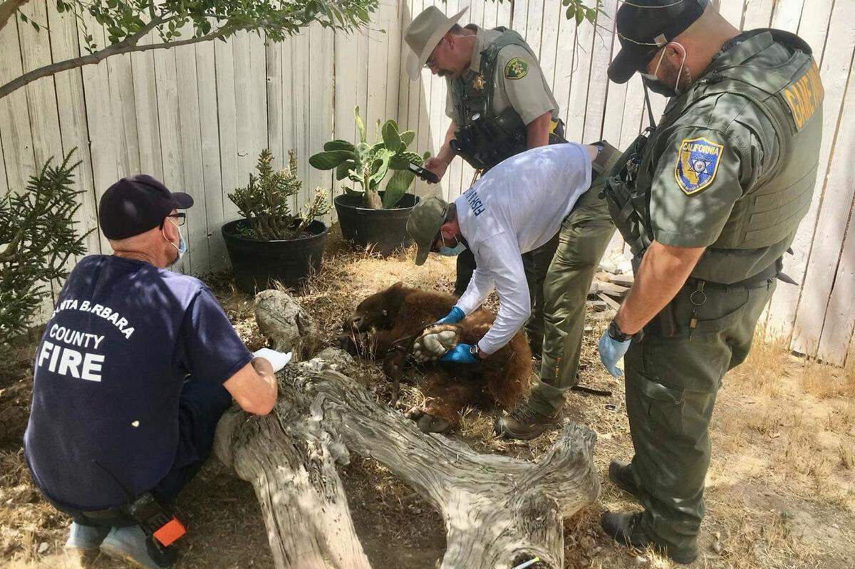 Santa Barbara County firefighters and sheriff’s deputies along with California Department of Fish and Wildlife personnel respond after a bear cub ended up in a yard in Cuyama.
