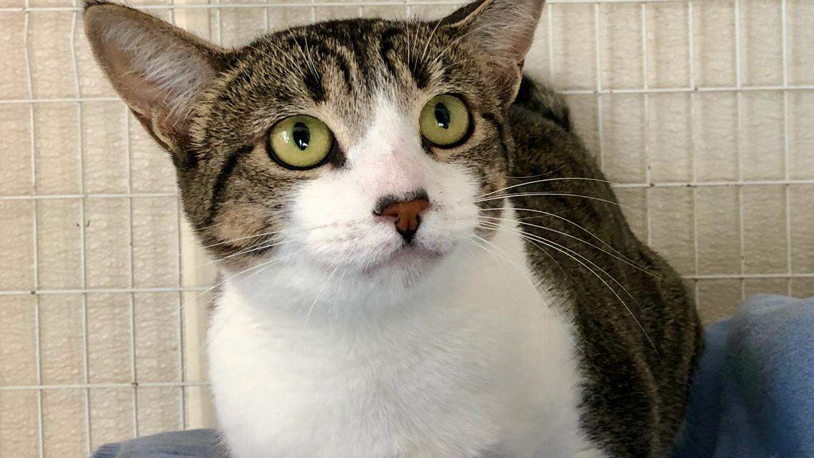 Hera the cat once wandered the streets with 5 kittens in tow. Now she needs a new home