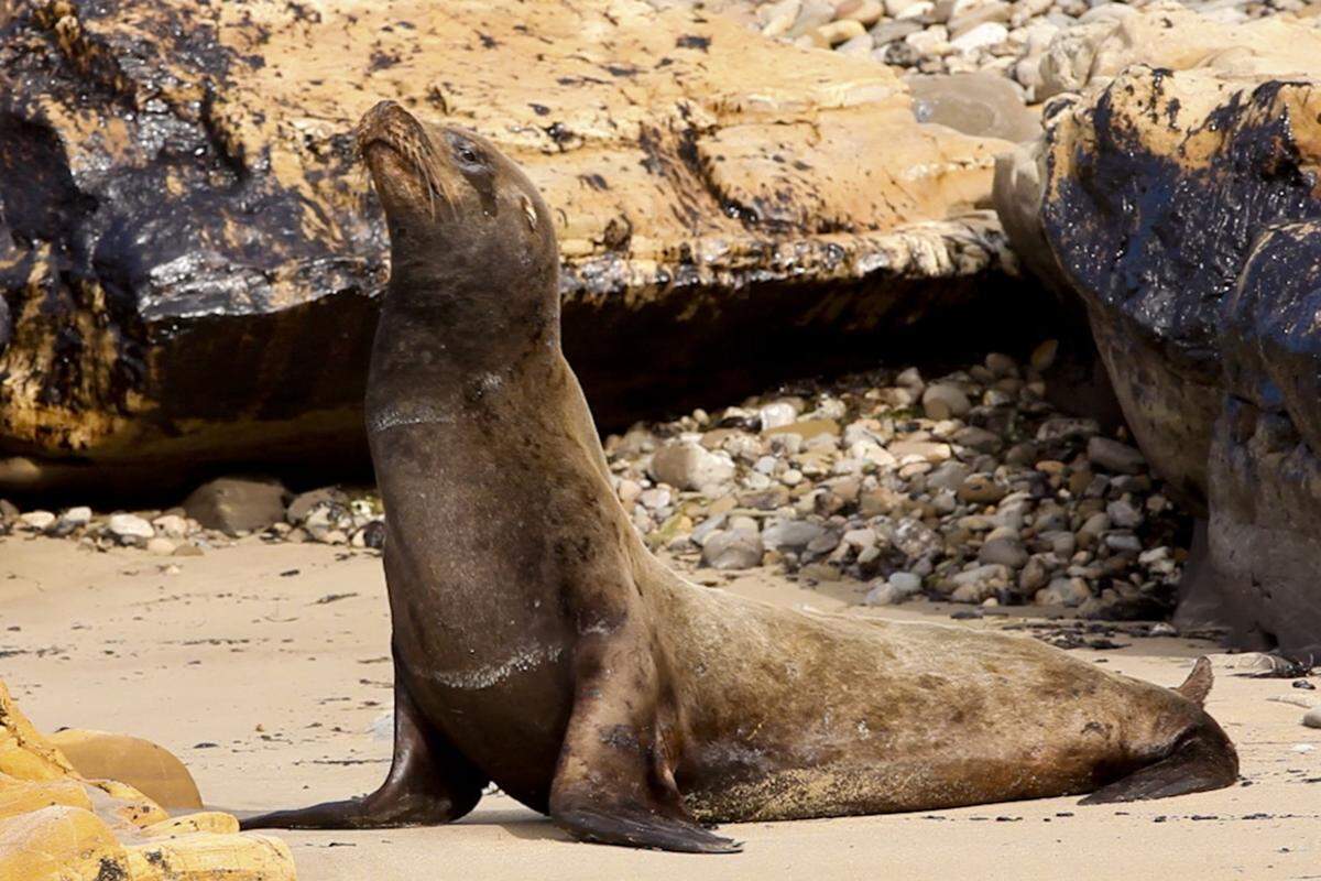 A sea lion covered in oil struggles on the beach just west of Refugio State Beach, about 100 feet from where the oil spill flowed into the ocean in Santa Barbara County.