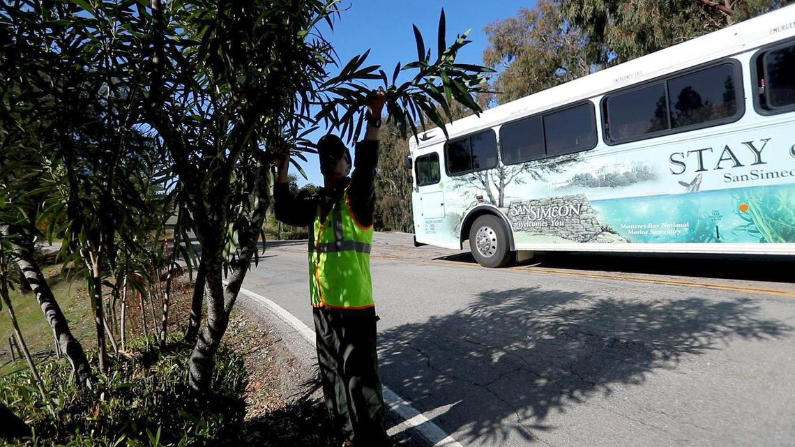 Hearst Castle groundskeeper Tyler Melendy trims oleander on the access road below the estate in San Simeon.