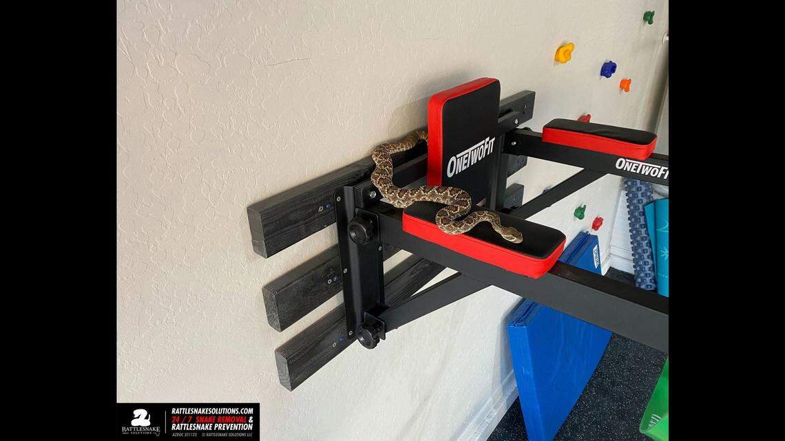 Social media posts show this venomous Mojave rattlesnake found its way from a creek bed in Arizona to a family’s home gym.
