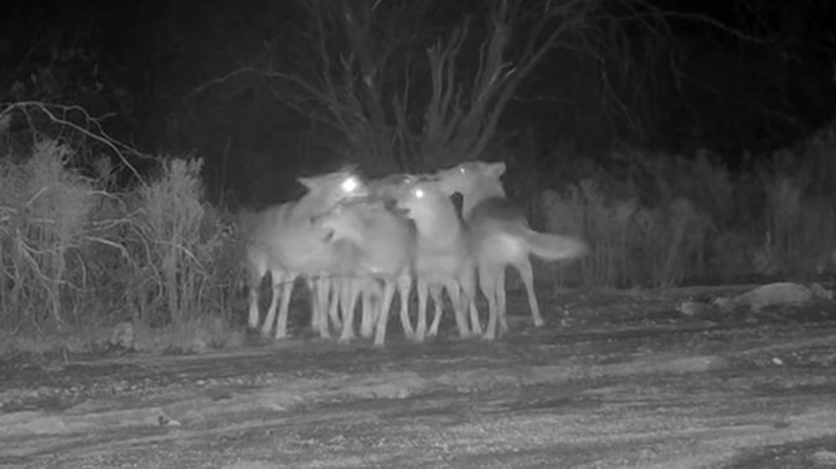 Coyotes are often credited with eerie screams heard at night in the Southwest, but it’s never clear why the shrieking often builds to deafening levels, then abruptly stops.