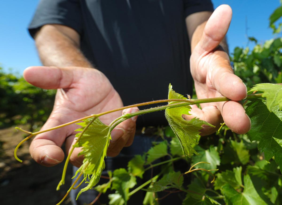 Cuttings for rootstocks are taken after the vines harden at the end of the growing season. Andrew Jones, Sunridge Nurseries’ vice president of sales, shows off a wine grape vine growing at the nursery in the Cuyama Valley on July 26, 2022.