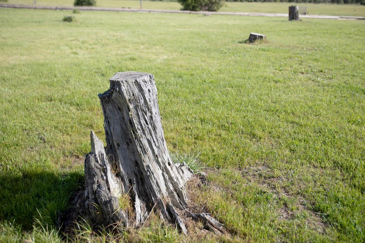 The San Luis Obispo City Council approved spending up to $1.13 million to fix up Laguna Lake Dog Park. The off-leash park needs stump removals and fencing.