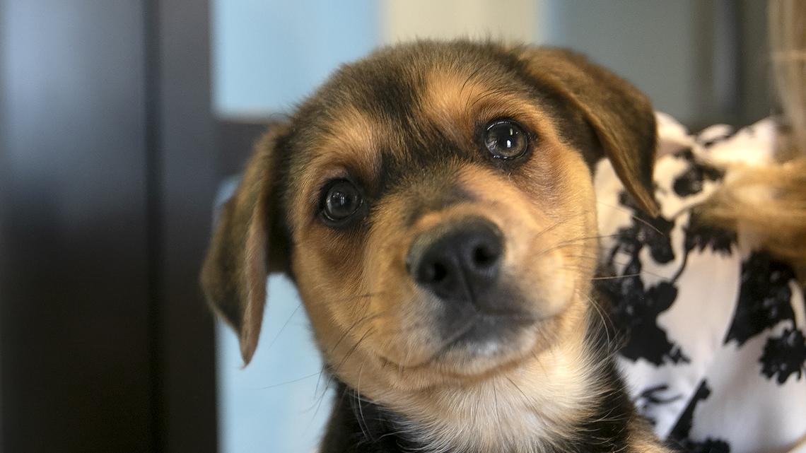 SLO County animal shelter sees ‘puppy boom’ as number of unwanted dogs triples
