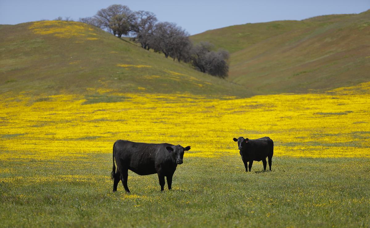 Cattle contrast with the swaths of goldfield wildflowers along Highway 58 on April 1, 2023.