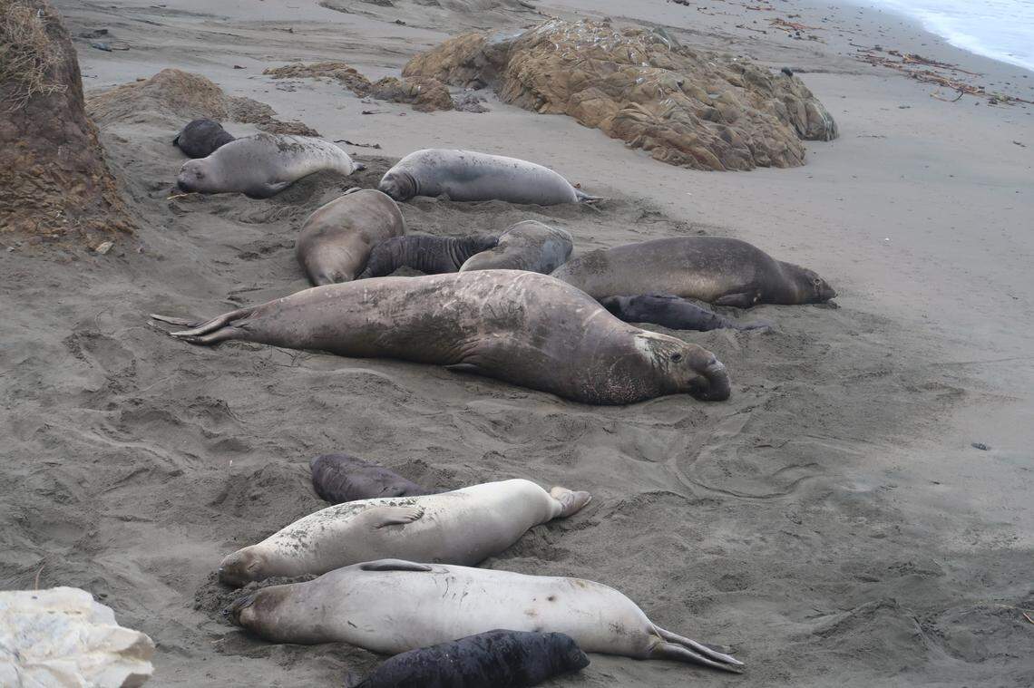 This beachmaster prevails over his harem of elephant seal females and pups.
