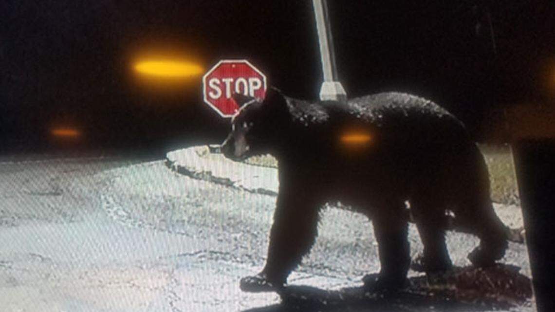 Black bear spotted ‘directly to the front’ of Oprah Winfrey’s Montecito home