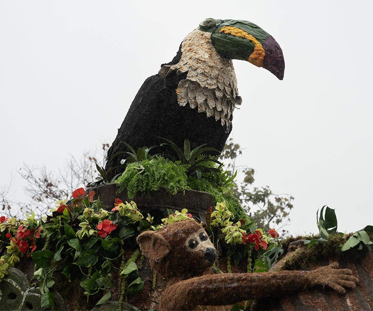The Cal Poly Universities Rose Float, Jungle Jumpstart, makes its way toward Colorado Boulevard in Pasadena during the Rose Parade on Jan. 1, 2026.