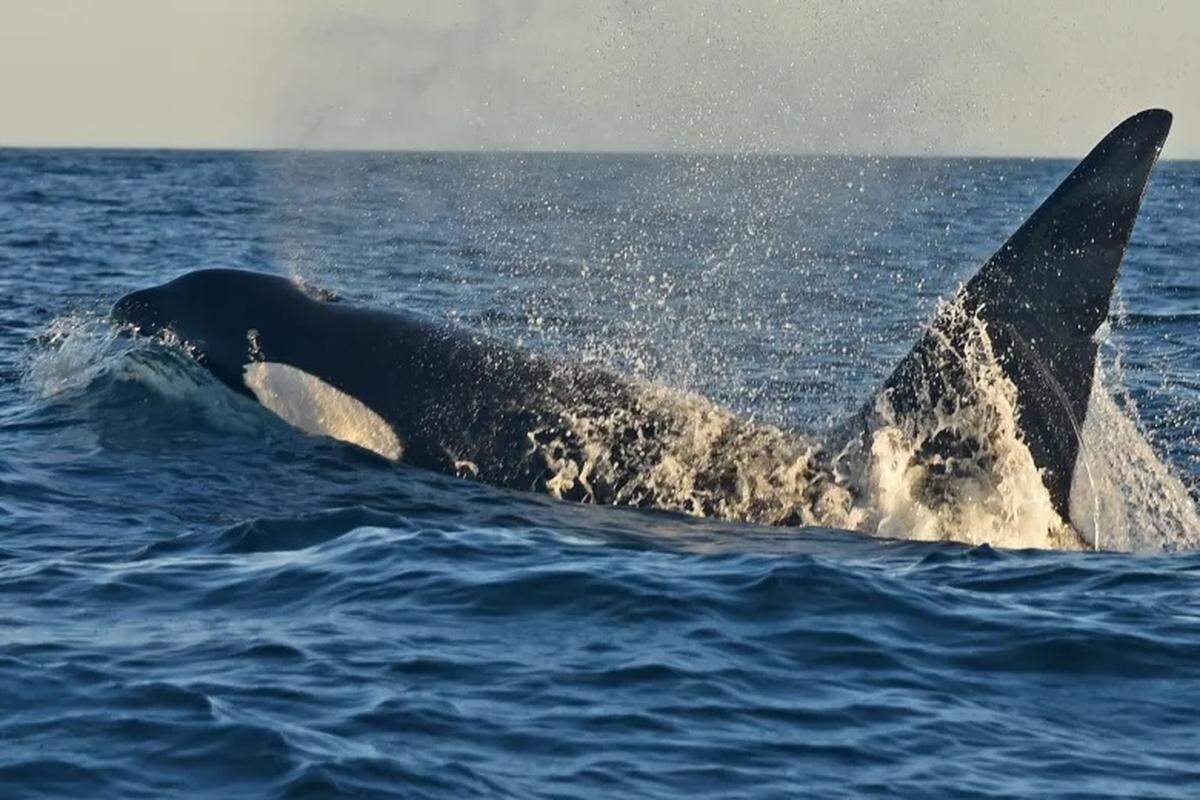 An orca surfaces in the Santa Barbara Channel in January 2026.