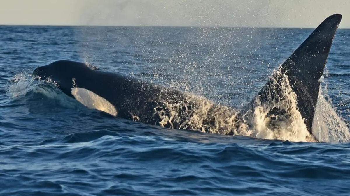 An orca surfaces in the Santa Barbara Channel in January 2026.