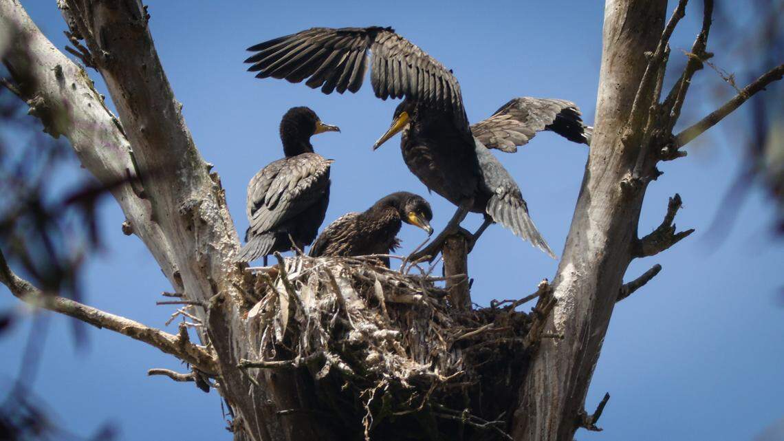 Cormorants nest in a eucalyptus snag on June 15, 2022, in the rookery near the Morro Bay Natural History Museum. Five varieties of birds are nesting in the area, including great blue herons, great egrets, double-crested cormorants, snowy egrets and black-crowned night herons.
