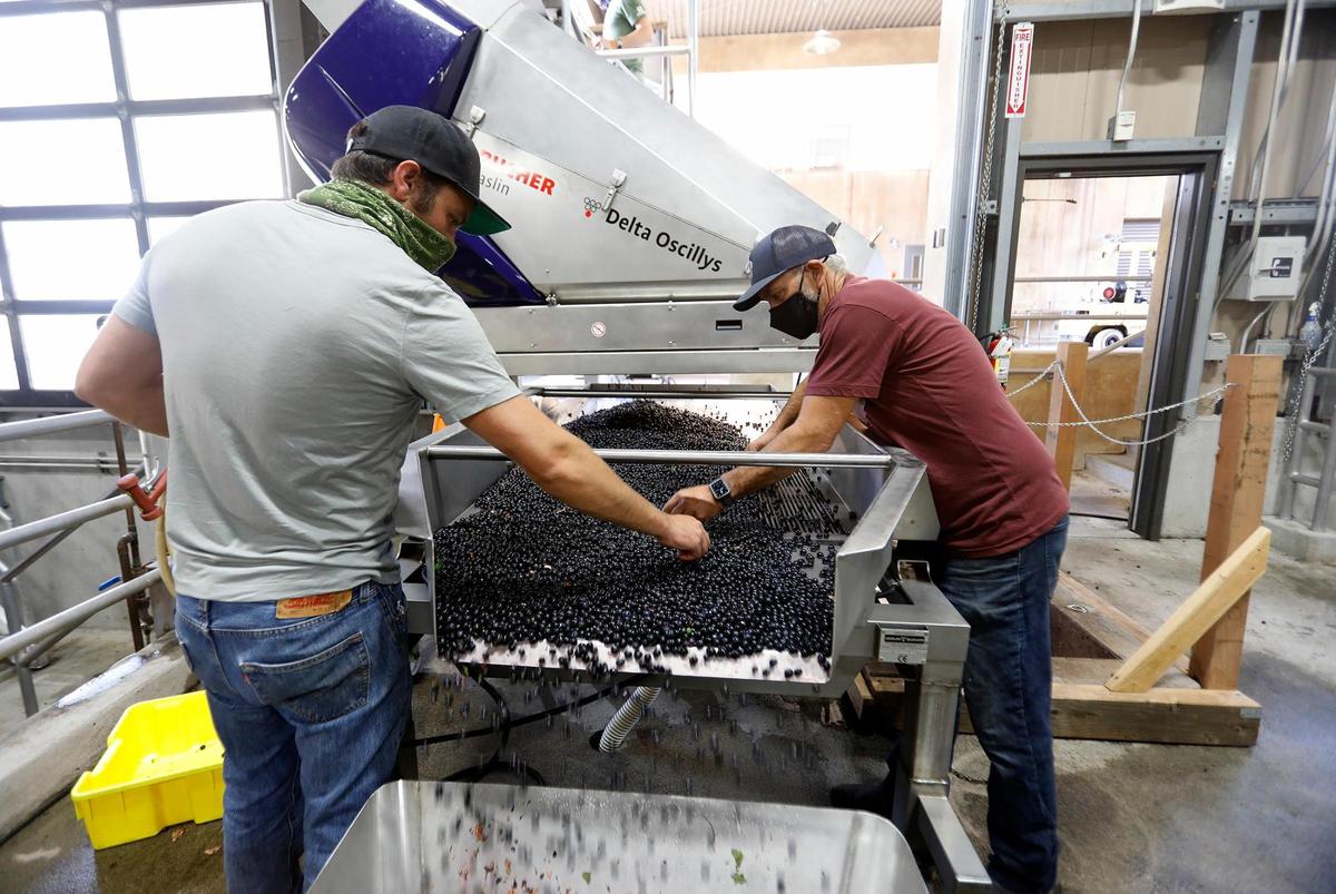 Denner Vineyard winemaker Anthony Yount, left, and senior cellar master Paul Lopez sort and de-stem the syrah grapes that were picked early Friday morning.