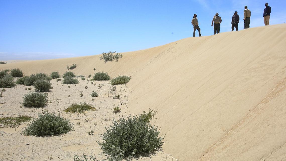 Officials lead a tour of dust-mitigation efforts at the Oceano Dunes State Vehicular Recreation area in April 2021. From left are State Parks officials Alex Velazquez, environmental scientist; Ronnie Glick, senior environmental scientist and Ben Wagner, senior environmental scientist specialist; and SLO County Air Pollution Control District’s Karl Tupper, senior air quality scientist, and UCSB Professor Ian Walker. In the foreground is a year-old revegetation project.