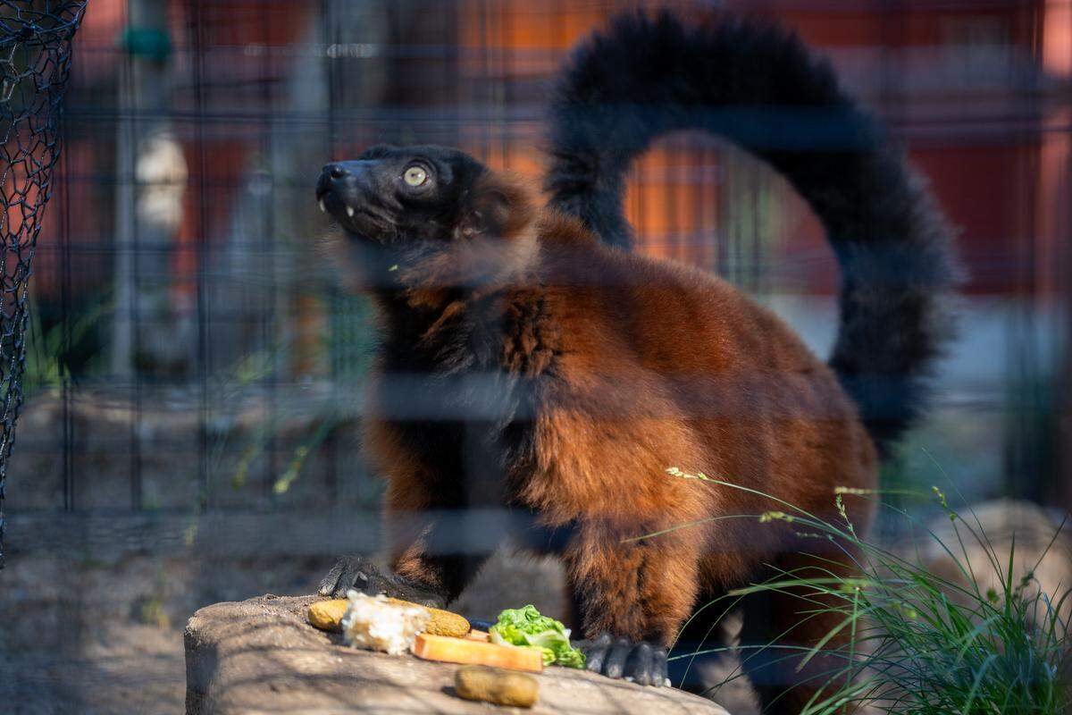 A red ruffed lemur eats a snack in its habitat at the Central Coast Zoo during the grand open of the zoo's new Madagascar exhibit on Thursday, May 15, 2026. The new exhibit includes red ruffed lemurs, ring-tailed lemurs, Madagascar teal, tortoises and more.