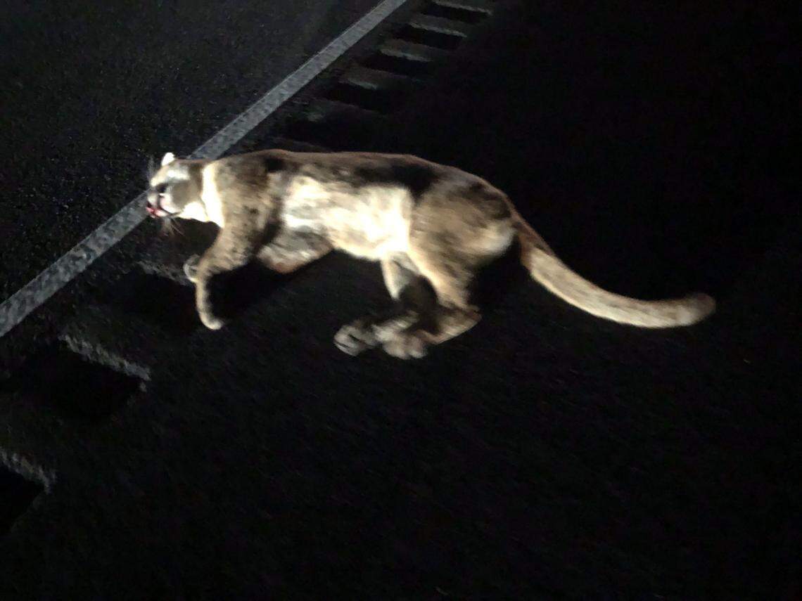 A mountain lion was struck and killed by a vehicle on Highway 101 near San Luis Obispo on Thursday, April 26, 2018.