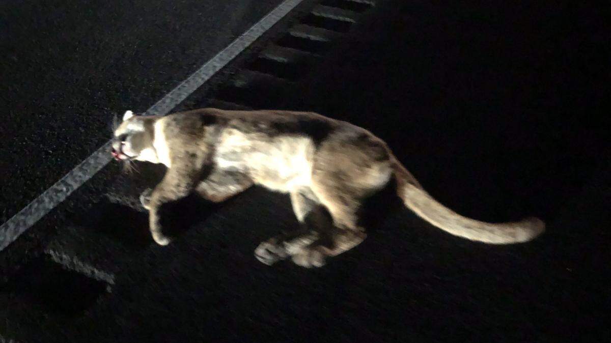 A mountain lion was struck and killed by a vehicle on Highway 101 near San Luis Obispo on Thursday, April 26, 2018.