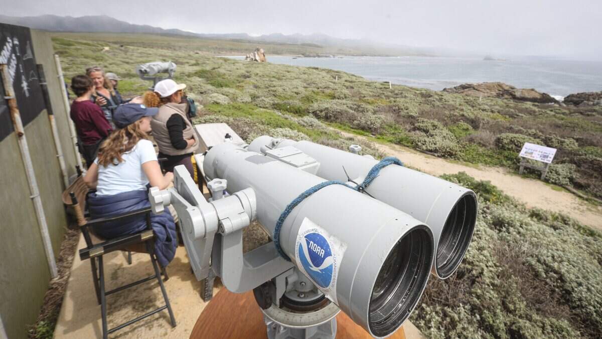 The NOAA Southwest Fisheries Science Center conducts an annual census of migrating gray whale cow-calf pairs from the Piedras Blancas Light Station, seen here on April 9, 2026.