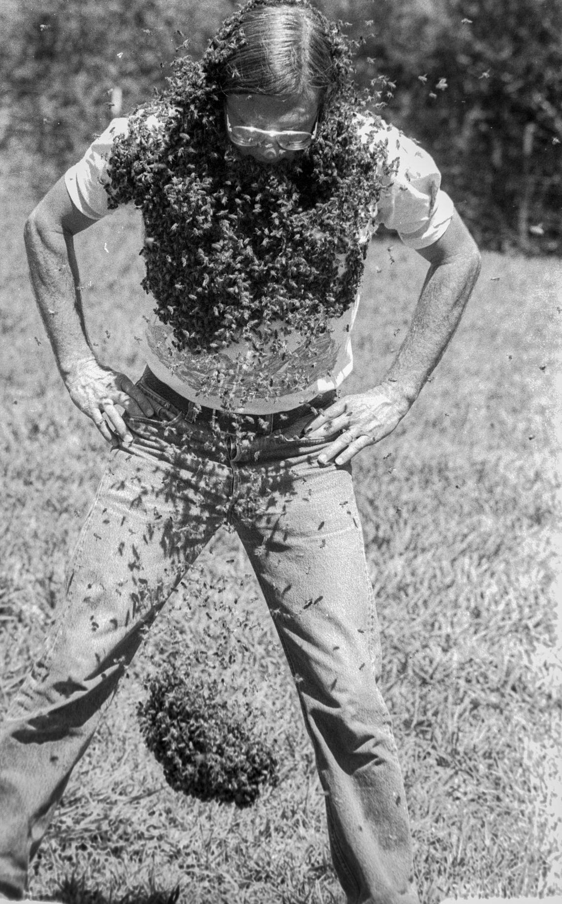 A highlight of the Western Apicultural Society’s meeting was placing queen bee hormone under the chin and attracting a swarm of worker bees creating a “bee beard.” Beekeeper Bruce Steele of Altadena was not stung as the bees swarmed around his chin. When finished a couple of quick hops knock the swarm off harmlessly on Aug. 17, 1990.