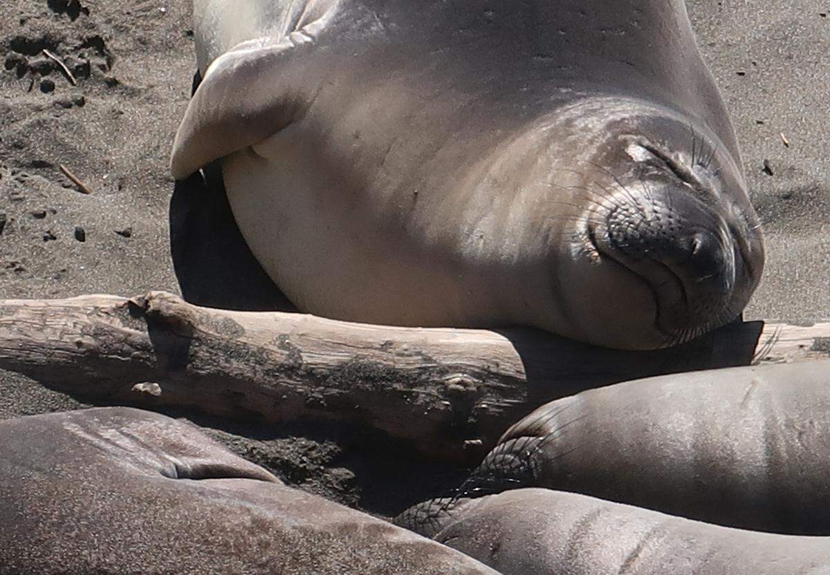 This weaner elephant seal enjoys a peaceful nap in the sun at the Piedras Blancas rookery.