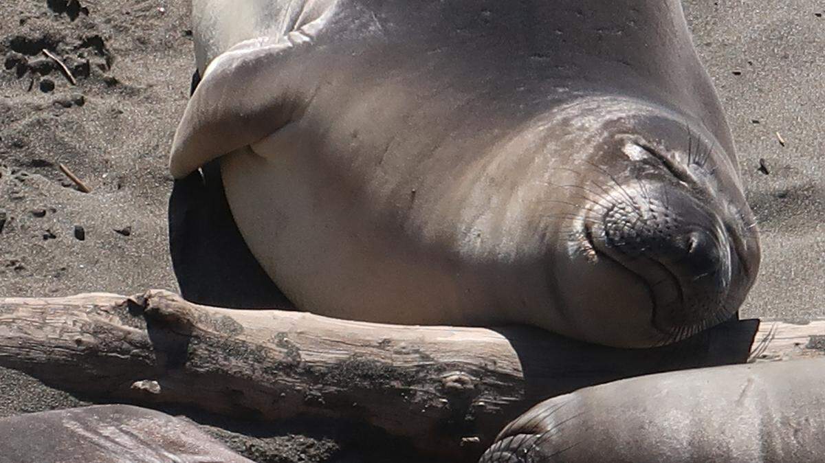This weaner elephant seal enjoys a peaceful nap in the sun at the Piedras Blancas rookery.