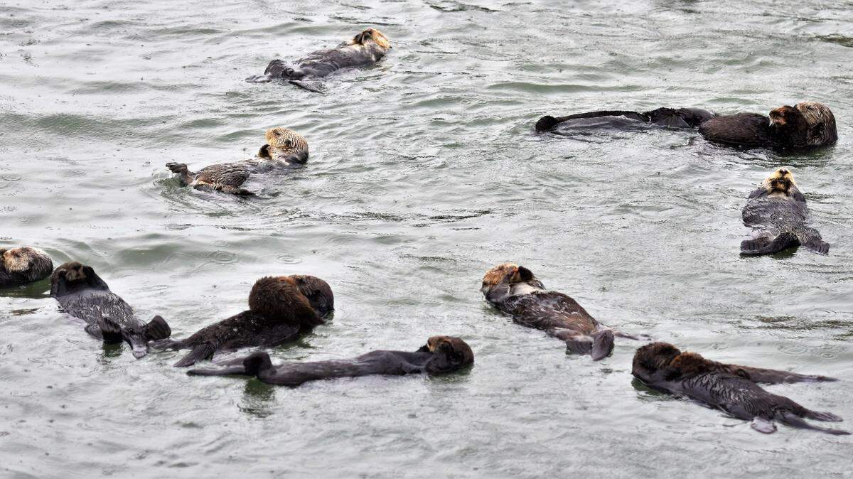 Sea otters swimming in Morro Bay during a rain shower.