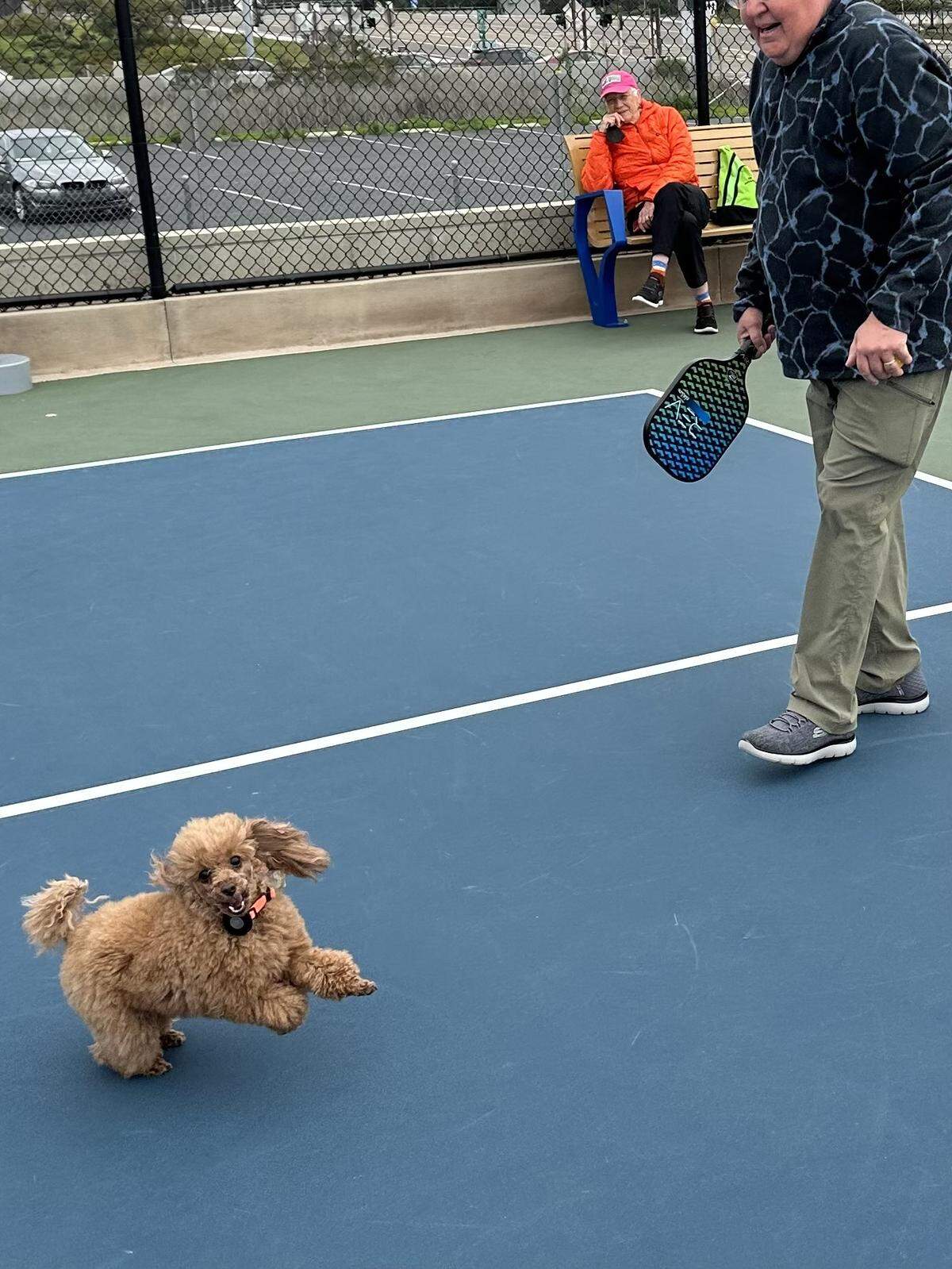 Missy, the winner of The Tribune’s cutest dog contest, loves to play on pickleball courts.