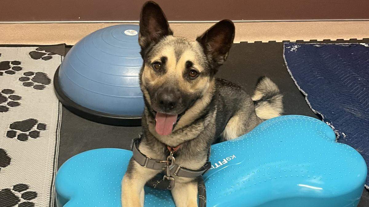 Alaska, a 2-year-old German shepherd mix dog, is available for adoption at the San Luis Obispo County Animal Services shelter in San Luis Obispo.