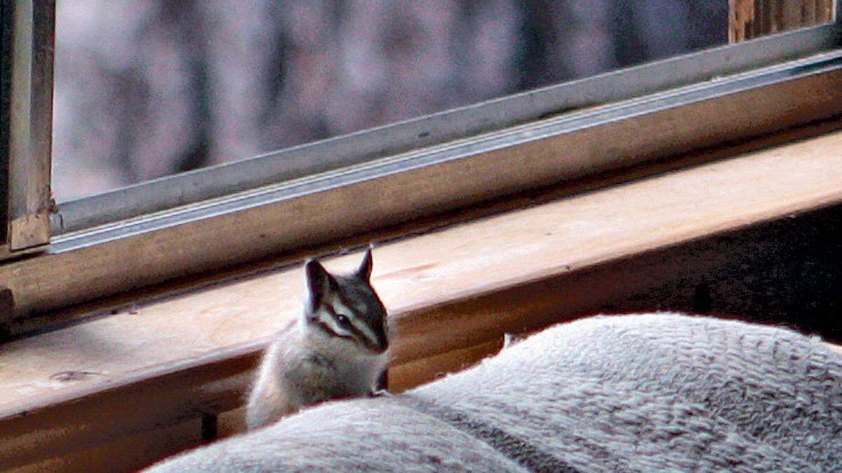 Pictured is a chipmunk in a cabin. Multiple chipmunks have tested positive for the plague along the south shore of Lake Tahoe. Officials have closed several recreation areas to do vector control treatment