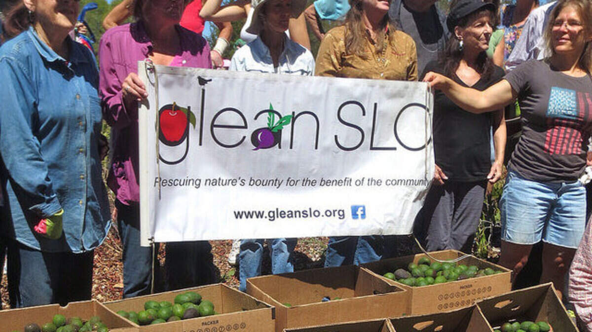 Forty volunteers harvested more than 1,600 pounds of avocados from Rick Sauerwein's Morro Bay property Saturday, July 19, GleanSLO Program Manager Jen Miller said. 