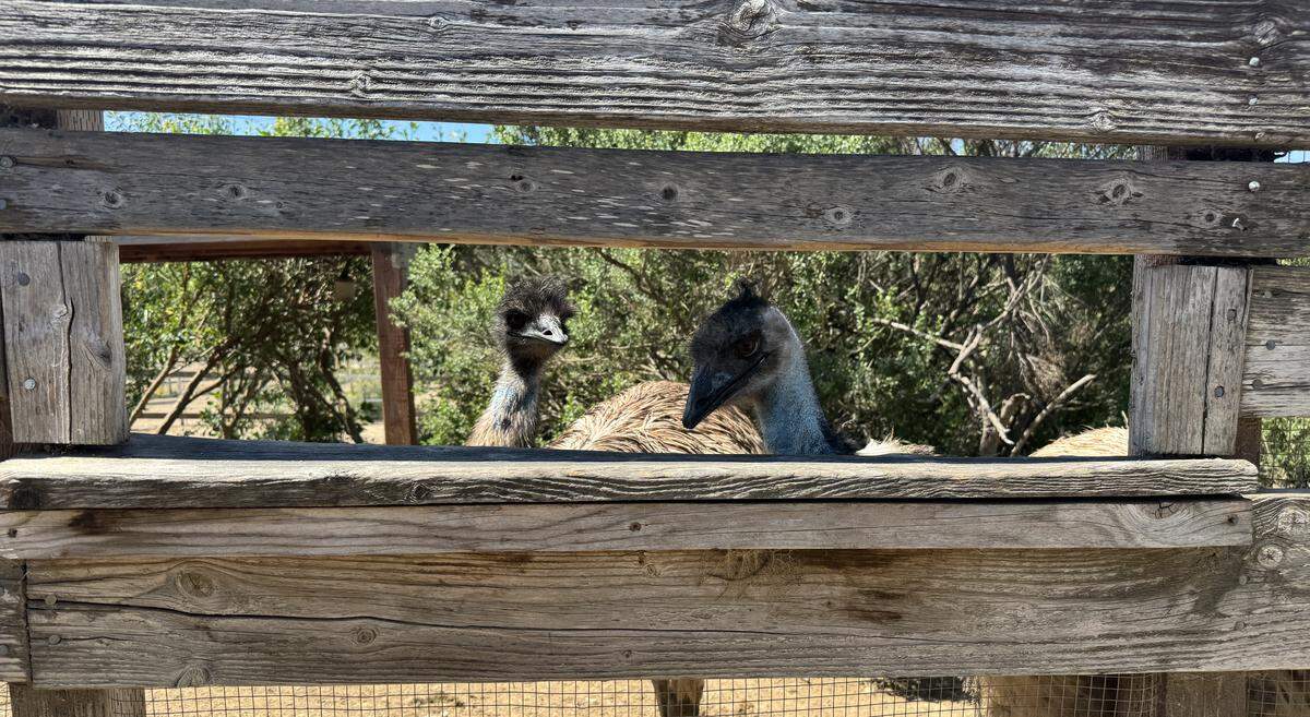 Two emus looking through a cut out of a fenced enclosure.