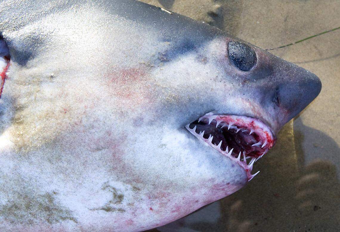 Salmon sharks are commonly found in Washington state and can grow up to 10-feet-long.