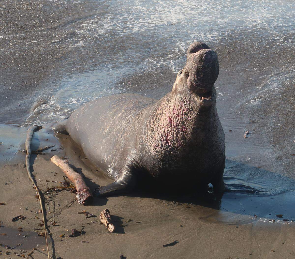 This mature bull announces himself as he arrives on the beach at Piedras Blancas, preparing for the 2023 breeding season.