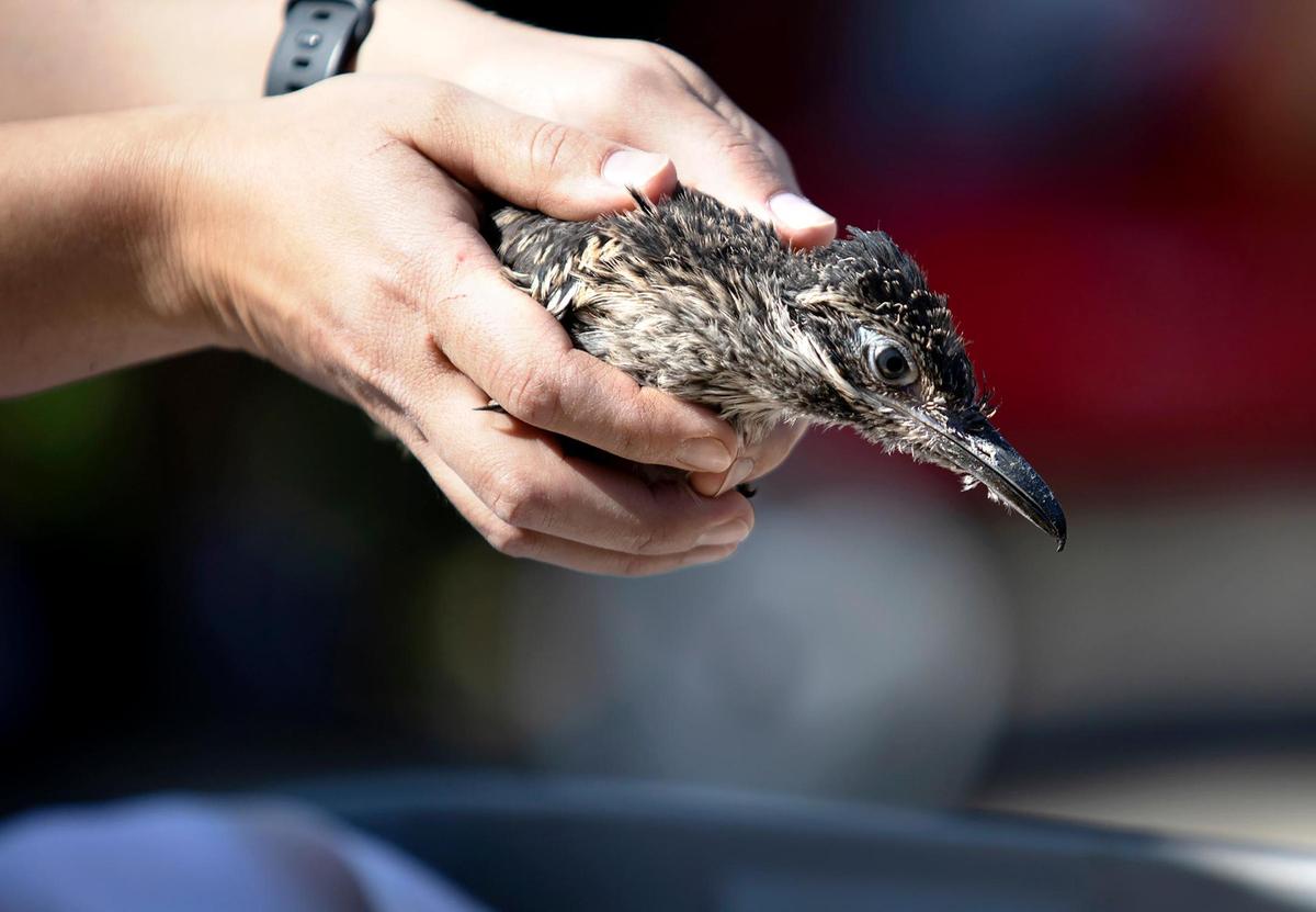 The Charles Paddock Zoo in Atascadero introduced several zoo babies Monday, April 11, 2022, including a baby roadrunner, four radiated tortoises, and a 5-month old porcupine.