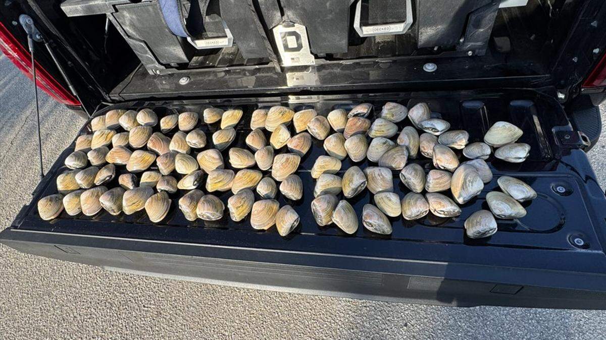 Four people were caught illegally harvesting 93 undersized clams in Pismo Beach on Oct. 31, 2025. All four were cited for possessing undersized clams, and three for clamming without a license.