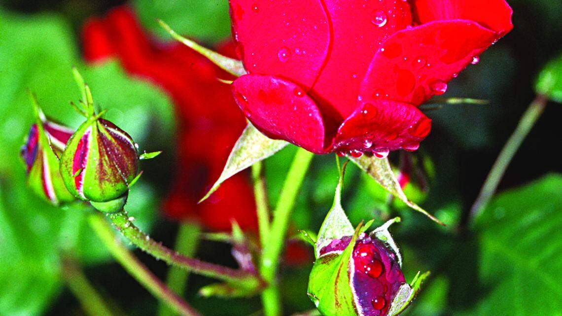 Red Rose Bloom and Buds
