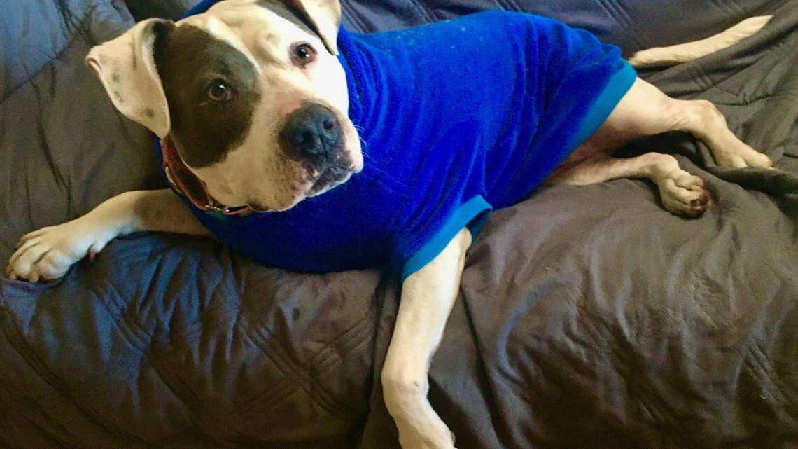 Daisy the playful pit bull is still looking for a forever home