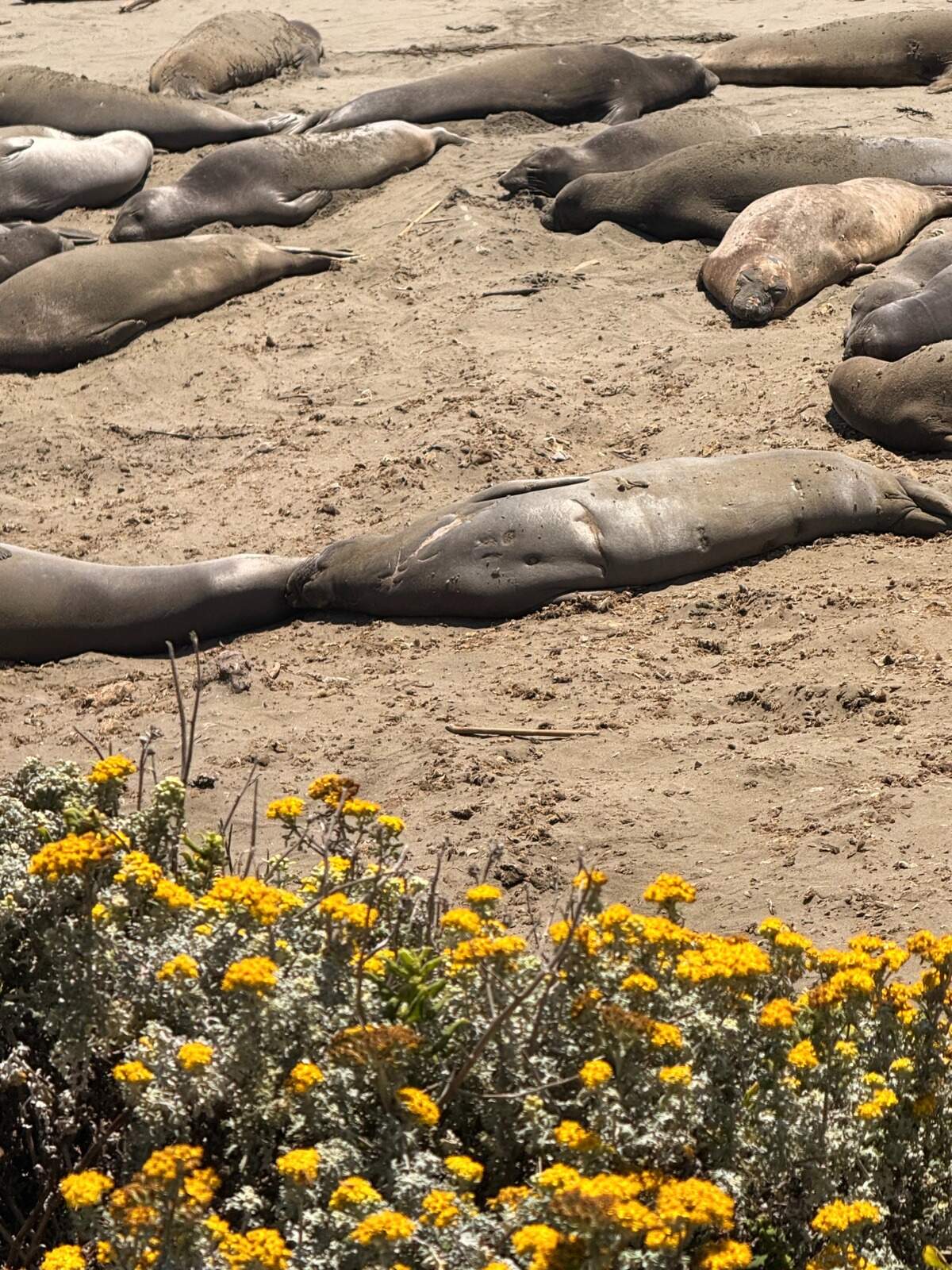 This seal shows a big shark scar. She lived to tell the tale.