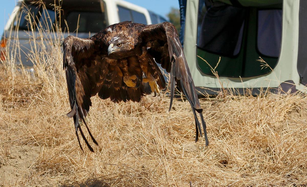 Pacific Wildlife Care released a rehabilitated golden eagle into the wild at Santa Margarita Ranch on Thursday, Aug. 29, 2024.