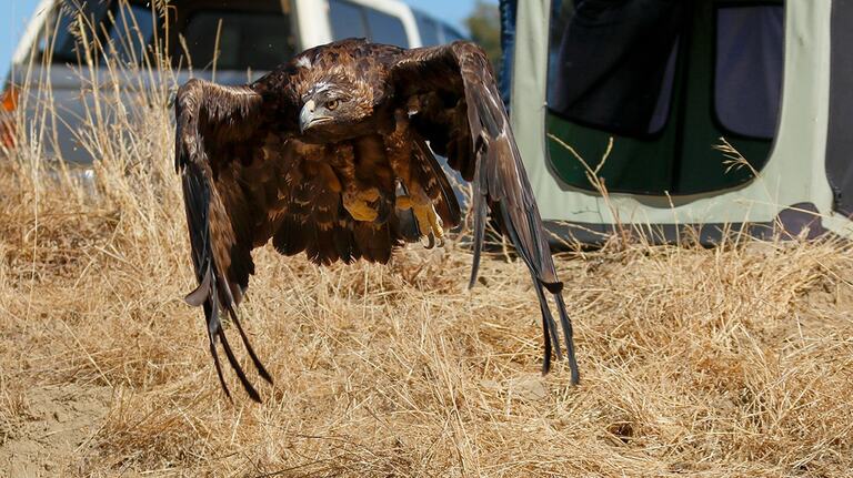 SLO County wildlife nonprofit wins $30,000 and a new Land Rover to rescue animals
