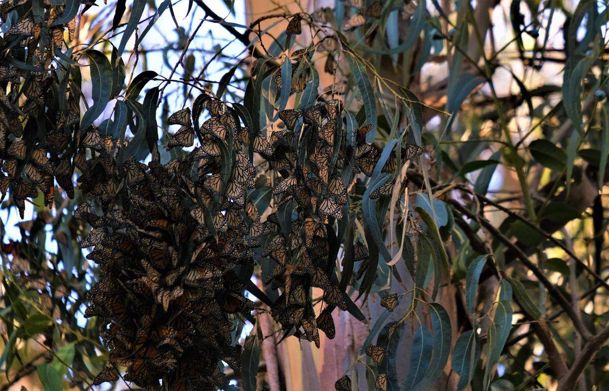 CLusters of monarch butterflies hang on branches at the Pismo State Beach Monarch Butterfly Grove on Dec. 16, 2022. More than 129,000 were counted in San Luis Obispo County by Xerces Society for Invertebrate Conservation employees and volunteers in November, the most since 1998.