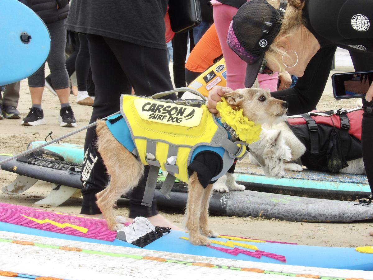 The World Dog Surfing Championships Exhibition Tour took over Pismo Beach on May 2, 2026. Professionals like Carson, pictured above, showed off their skills alongside local pups.
