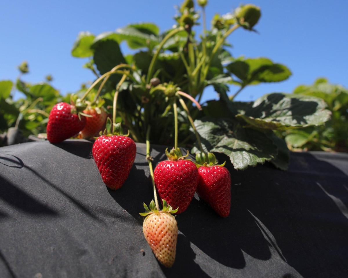Strawberries ripen on the vine. Okui’s Strawberry n Fruit Stand at the corner of Highland Way and 13th Street in Grover Beach carries locally grown produce and flowers.