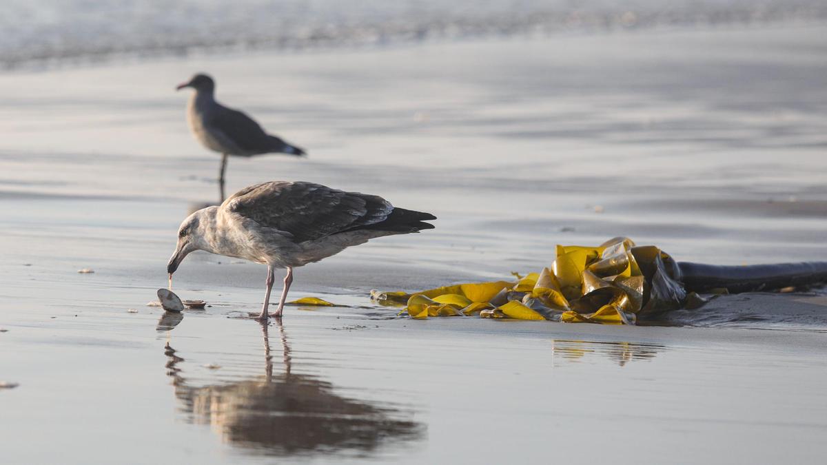 A seagull eats from a clam shell it had dropped on the beach at low tide at Oceano Dunes State Vehicle Recreation Area.