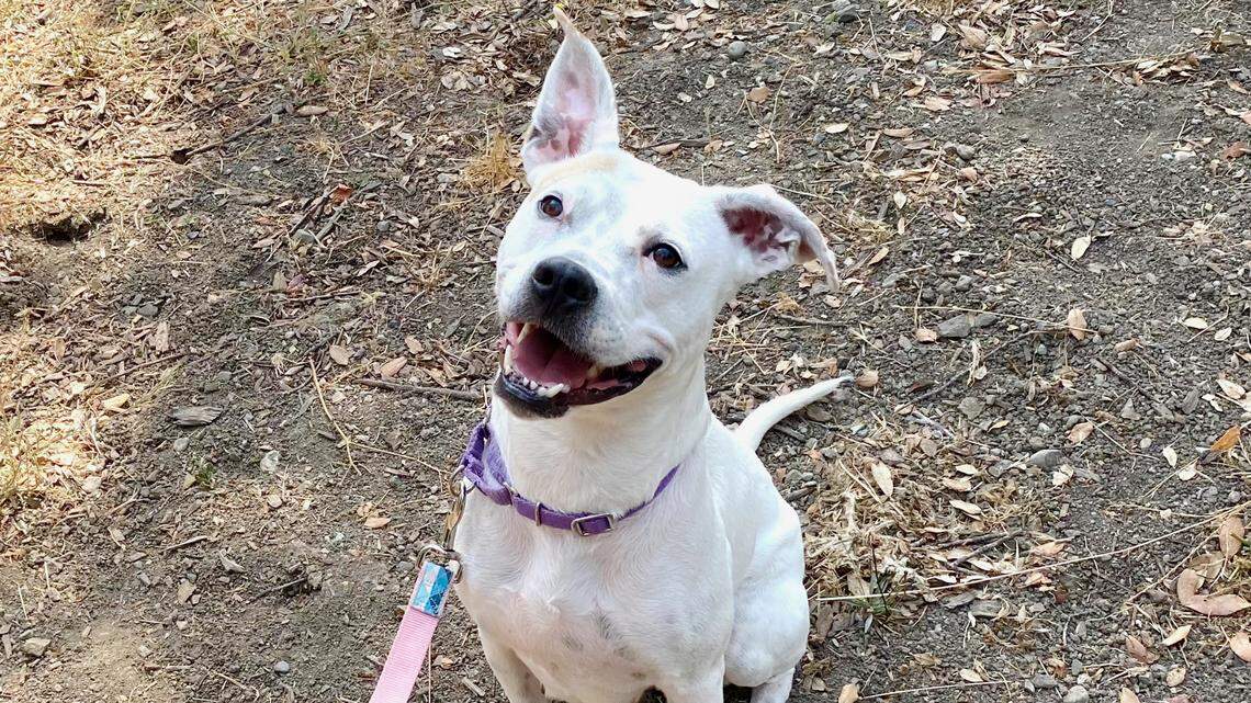 Princess the playful boxer mix ‘dreams of being someone’s pal.’ Help her find a new family