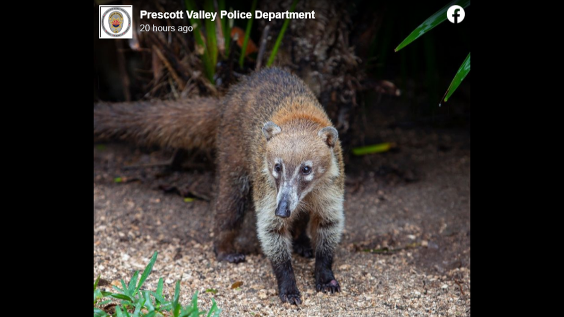 Reports of a strange creature walking on rooftops in one Arizona city led authorities to a rarely seen creature that is more commonly in Central and South America: A coatimundi.