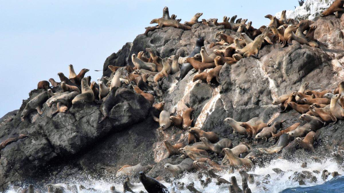 Sea Lions pictured on Lion Rock near the Diablo Canyon Power Plant.