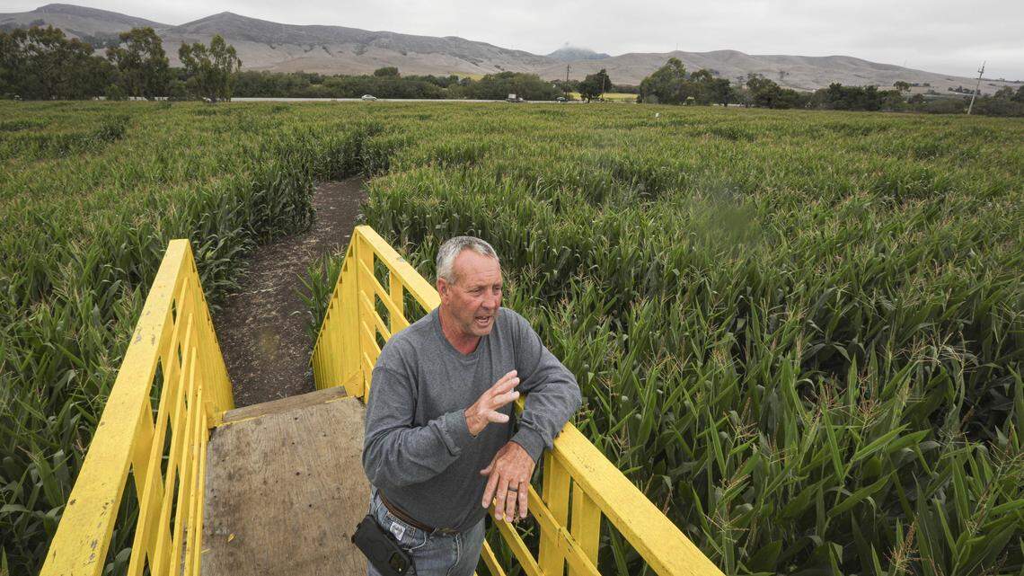 Shawn Callaway talks about the months of planning it takes to create and grow the corn maze. Brookshire Farms features a 4.5-acre Sesame Street-themed corn maze on Los Osos Valley Road between Los Osos and San Luis Obispo seen here on Oct. 7, 2025.